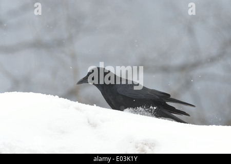 Carrion crow - Eurasian Crow (Corvus corone) in cerca di cibo nella neve in inverno Foto Stock