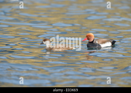 Rosso-crested Pochard - rosso-crested Duck (Netta rufina) matura il nuoto in inverno Lago Leman (Lago di Ginevra) Foto Stock