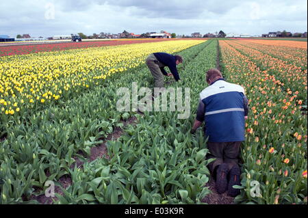 Lisse, South Holland, Paesi Bassi. Xviii Apr, 2014. Un agricoltore è il taglio dei tulipani e rende fasci. © Hans Van Rhoon/ZUMA filo/ZUMAPRESS.com/Alamy Live News Foto Stock