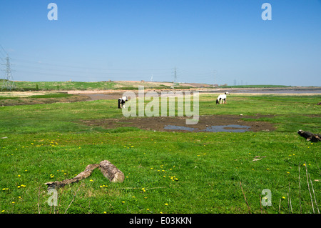 Cavalli al pascolo su terreni Pengam Mori, Cardiff, Galles, UK. Foto Stock