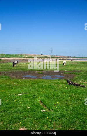 Cavalli al pascolo su terreni Pengam Mori, Cardiff, Galles, UK. Foto Stock