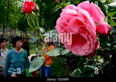 Zhengzhou, la Cina della Provincia di Henan. Il 1 maggio, 2014. I turisti vista rose cinesi presso il Parco Yueji in Zhengzhou, capitale della Cina centrale della Provincia di Henan, 1 maggio 2014. Credito: Li Un/Xinhua/Alamy Live News Foto Stock