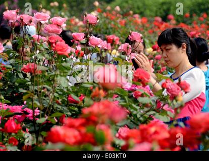 Zhengzhou, la Cina della Provincia di Henan. Il 1 maggio, 2014. I turisti vista rose cinesi presso il Parco Yueji in Zhengzhou, capitale della Cina centrale della Provincia di Henan, 1 maggio 2014. Credito: Li Un/Xinhua/Alamy Live News Foto Stock