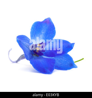 Vibrant Blue fiore delphinium isolato su bianco Foto Stock