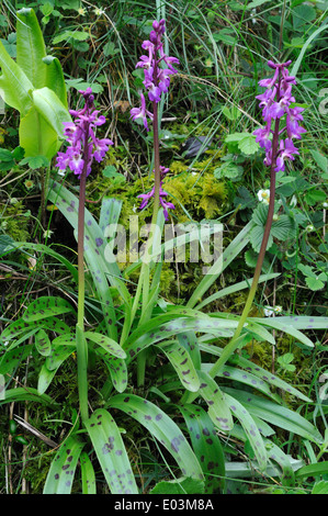 Inizio viola orchidee crescere in una siepe Pembrokeshire Wales Cymru REGNO UNITO GB Foto Stock