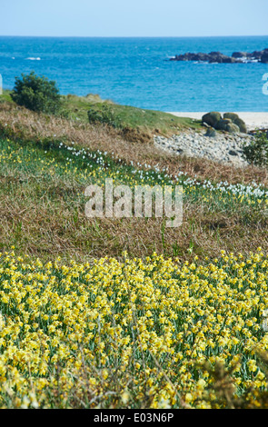 Narcisi narcisi sull isola di Gugh, isole Scilly, Scillies, Cornwall nel mese di aprile Foto Stock