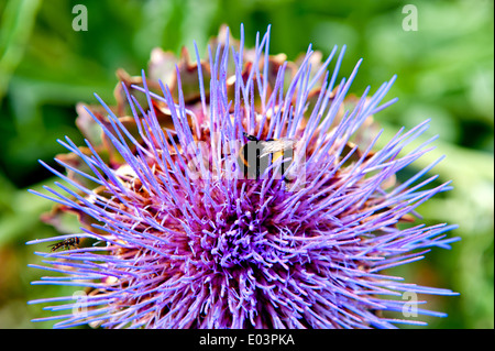 Cardo fiore testa e bee Foto Stock