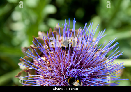 Cardo fiore testa e bee Foto Stock