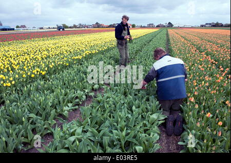 Lisse, South Holland, Paesi Bassi. Xviii Apr, 2014. Un agricoltore è il taglio dei tulipani e rende fasci. © Hans Van Rhoon/ZUMA filo/ZUMAPRESS.com/Alamy Live News Foto Stock