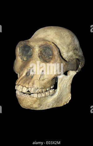 Australopithecus afarensis cranio adulto calco in gesso Foto Stock