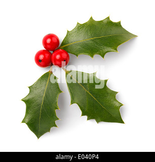 Holly Foglie e bacche rosse isolato su sfondo bianco. Foto Stock