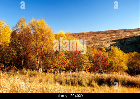 Sole autunnale sugli alberi a Danby Lodge boschi Foto Stock