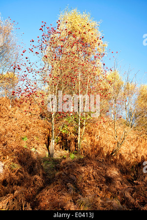 Sole autunnale sugli alberi a Danby Lodge boschi Foto Stock