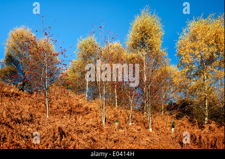 Sole autunnale sugli alberi a Danby Lodge boschi Foto Stock