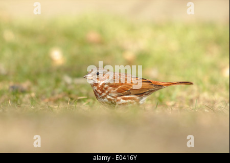 Un passero di Fox Foto Stock