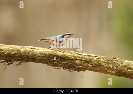 Red-breasted picchio muratore Foto Stock