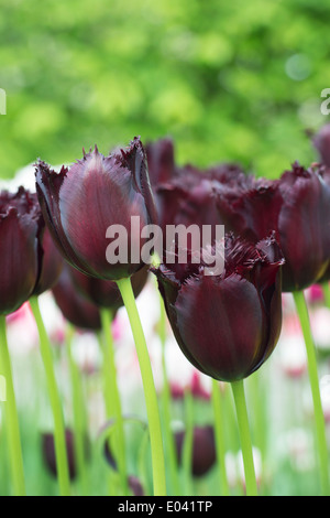 Tulipa. Orlata Tulip "Vincent van Gogh' fiori Foto Stock