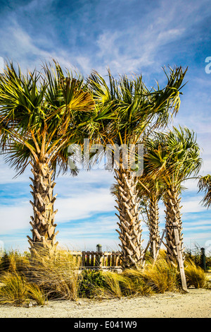 Cavolo palme in Florida con il Golfo del Messico in distanza oltre il molo della città di Anna Maria Island, FL Foto Stock