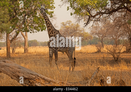 Una giraffa di Thornicroft South Luangwa National Park in Zambia Foto Stock