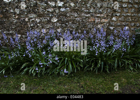 Bluebells nel West Sussex visto contro una pietra focaia parete, Hampshire, Inghilterra (Hyacinthoides non scripta) Foto Stock