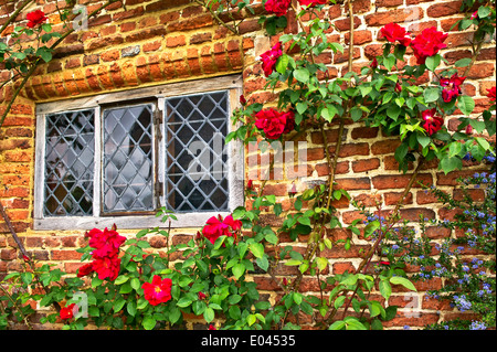 Rose Antiche a un vecchio muro di mattoni, con una finestra con vetri al piombo Foto Stock