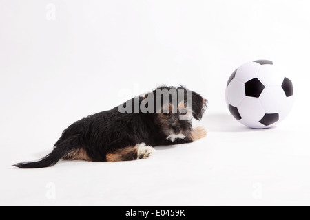 Cucciolo di giocare con il calcio su sfondo bianco Foto Stock