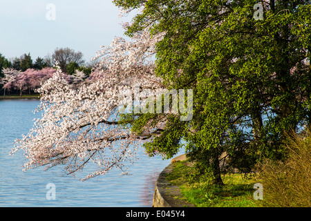 Washington DC USA ciliegi in fiore intorno al bacino di marea Foto Stock