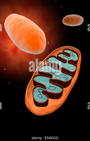 Vista microscopico dei mitocondri. Foto Stock