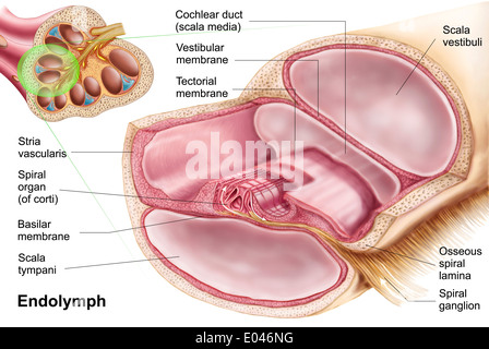 Medical illustrazione che mostra endolymph nel labirinto membranoso dell'orecchio interno. Foto Stock