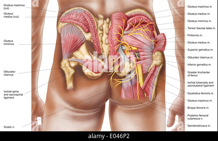 Anatomia dei muscoli glutei in campo umano natiche. Foto Stock
