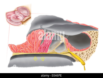 Anatomia dell'organo di Corti, parte della coclea dell'orecchio interno. Foto Stock