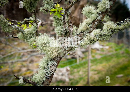 Licheni misti su albero Regno Unito Scozia Foto Stock