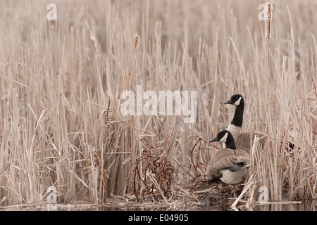 Coniugata coppia di Oche del Canada in Cattails in Iroquois National Wildlife Refuge Alabama New York Foto Stock