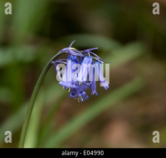 Bluebells nel bosco in inglese Foto Stock