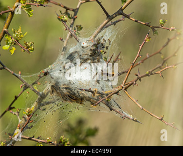 Larve di Caterpillar e nido di colore marrone-tail Moth Foto Stock