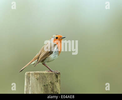 Unione Robin su palo da recinzione Foto Stock