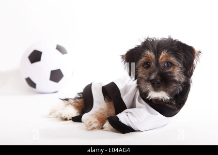 Terrier cucciolo con la Germania jersey Foto Stock