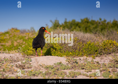 Una Fuligginosa Oyster Catcher (Haematopus fuliginosus) contro uno sfondo di spiaggia di sabbia e il Fynbos nella Western Cape, Sud Africa Foto Stock