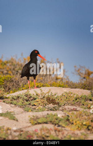 Una Fuligginosa Oyster Catcher (Haematopus fuliginosus) contro uno sfondo di spiaggia di sabbia e il Fynbos nella Western Cape, Sud Africa Foto Stock