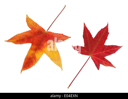 Autumn Leaf arancione e rosso isolato su sfondo bianco. Foto Stock