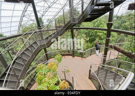 'Skywalk' della foresta pluviale Masoala hall in zoo di Zurigo. Foto Stock