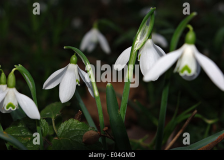 Snowdrops fresco in deep forest ombra illuminata dal fascio di sun. Foto Stock