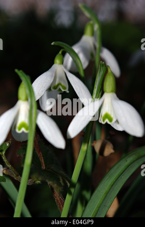 Snowdrops fresco in deep forest ombra illuminata dal fascio di sun. Foto Stock