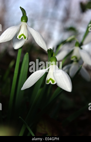 Snowdrops fresco in deep forest ombra illuminata dal fascio di sun. Foto Stock