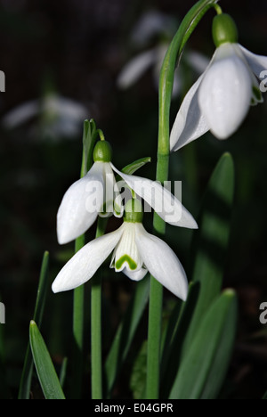 Snowdrops fresco in deep forest ombra illuminata dal fascio di sun. Foto Stock