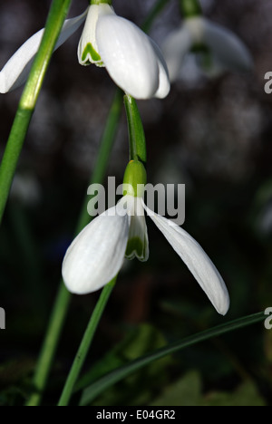 Snowdrops fresco in deep forest ombra illuminata dal fascio di sun. Foto Stock