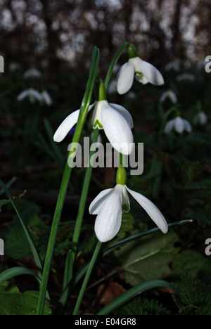 Snowdrops fresco in deep forest ombra illuminata dal fascio di sun. Foto Stock