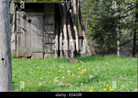 La marmotta alpina su un prato a molla a Berchtesgaden riserva naturale Foto Stock