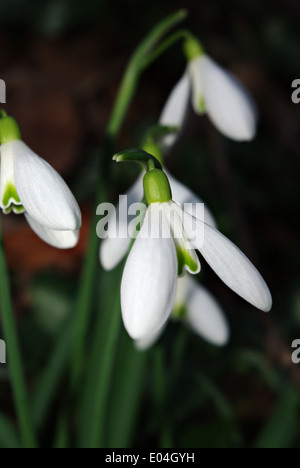 Snowdrops fresco in deep forest ombra illuminata dal fascio di sun. Foto Stock