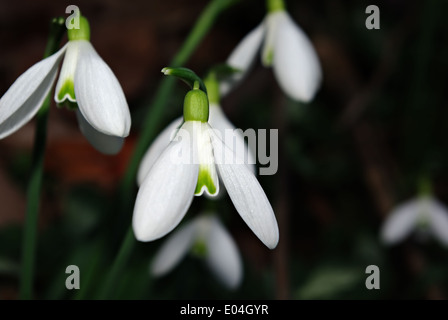 Snowdrops fresco in deep forest ombra illuminata dal fascio di sun. Foto Stock